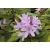 Rododendron czeski Bezdez biał-fiolet Rcz2