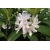 Rododendron czeski Bezdez biał-fiolet Rcz2