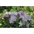 Rododendron czeski Bezdez biał-fiolet Rcz2