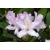 Rododendron czeski Bezdez biał-fiolet Rcz2