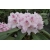 Rododendron czeski Bouzov lilioworóżowy Rcz3