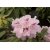 Rododendron czeski Bouzov lilioworóżowy Rcz3