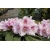 Rododendron czeski Bouzov lilioworóżowy Rcz3