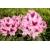 Rododendron czeski Devin róż łatka Rcz4