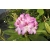 Rododendron czeski Jested różowofiolet łatka Rcz6