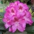 Rododendron czeski Jested różowofiolet łatka Rcz6