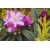 Rododendron czeski Klenova jasnofioletowy Rcz8