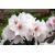 Rododendron czeski Koda jasnoróż łatka Rcz10