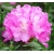 Rododendron czeski Stożec róż-biały Rocz21