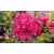 Rododendron czeski Vranov czerwony Rocz24