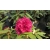 Rododendron czeski Vranov czerwony Rocz24