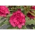 Rododendron czeski Vranov czerwony Rocz24