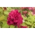 Rododendron czeski Vranov czerwony Rocz24