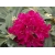 Rododendron czeski Vranov czerwony Rocz24