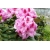 Rododendron czeski Vysehrad róż łatka Rocz25