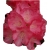 Rododendron Daniela Roj5