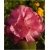 Rododendron Daniela 5 lat Roj5