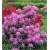 Rododendron Diadem 5 lat Ro27