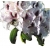 Rododendron Dominik R28