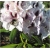 Rododendron Dominik 5 lat R28