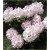 Rododendron Dominik 5 lat R28