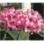 Rododendron Dominik 5 lat R28