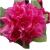 Rododendron Dr.H.C.Dresselhuys Ro29