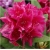 Rododendron Dr.H.C.Dresselhuys 5 lat Ro29