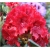Rododendron Erato 5 lat Ro30