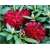 Rododendron Erato 5 lat Ro30