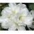 Rododendron Eskimo 5 lat Ro31