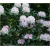 Rododendron Eskimo 5 lat Ro31