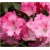 Rododendron Excelsior 5 lat Roj6
