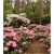 Rododendron Excelsior 5 lat Roj6