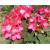 Rododendron Fantastica 5 lat Roj7