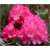 Rododendron Fantastica 5 lat Roj7