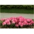 Rododendron Fantastica 5 lat Roj7