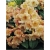 Rododendron Flautando 5 lat Ro32
