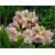 Rododendron Flautando 5 lat Ro32