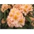 Rododendron Fluidum 5 lat Ro23