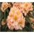 Rododendron Fluidum 5 lat Ro23