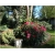 Rododendron Gartendirektor Glocker 5 lat Row3
