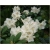 Rododendron Gartendirektor Rieger 5 lat Row4