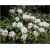 Rododendron Gartendirektor Rieger 5 lat Row4