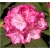 Rododendron Germania 5 lat Ro34