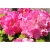 Rododendron Germania 5 lat Ro34
