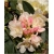 Rododendron Golden Torch 5 lat Roj8