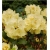 Rododendron Goldkrone 5 lat Ro35