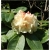 Rododendron Goldkrone 5 lat Ro35
