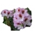Rododendron Graffito Ro36